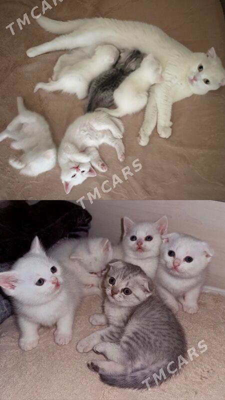 Породистые котята - Туркменбаши - img 2