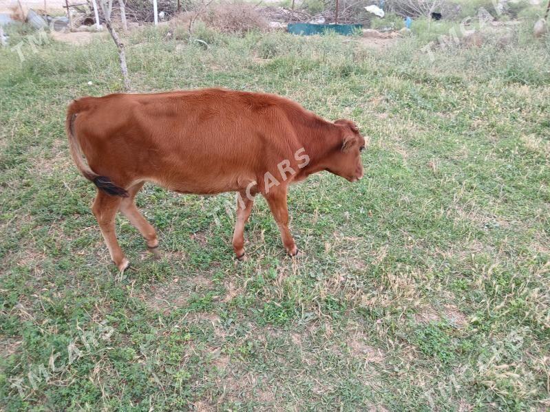 Göle - Büzmeýin - img 2
