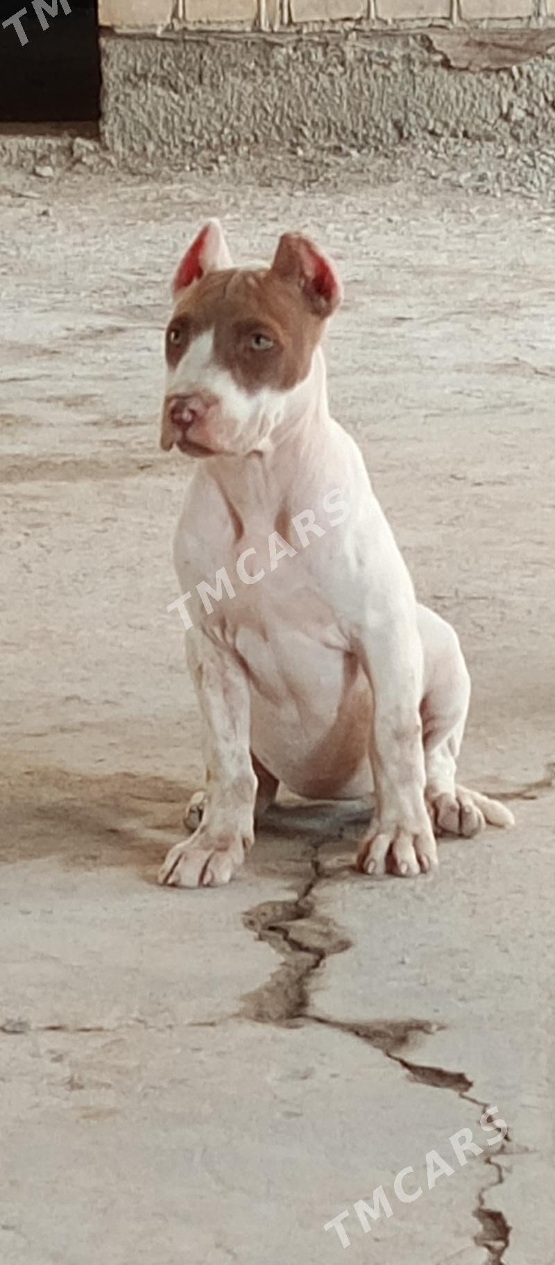 pitbull - Türkmenabat - img 3