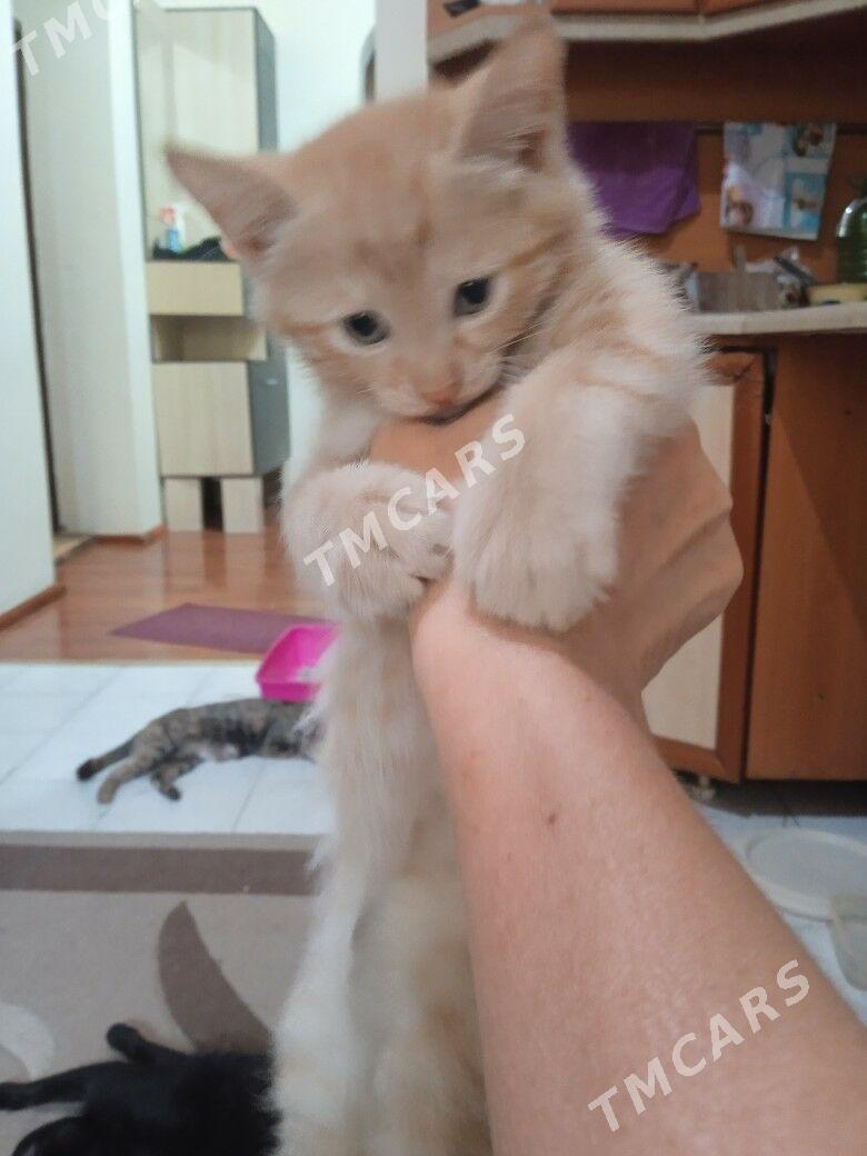 отдаю котят - Ашхабад - img 2