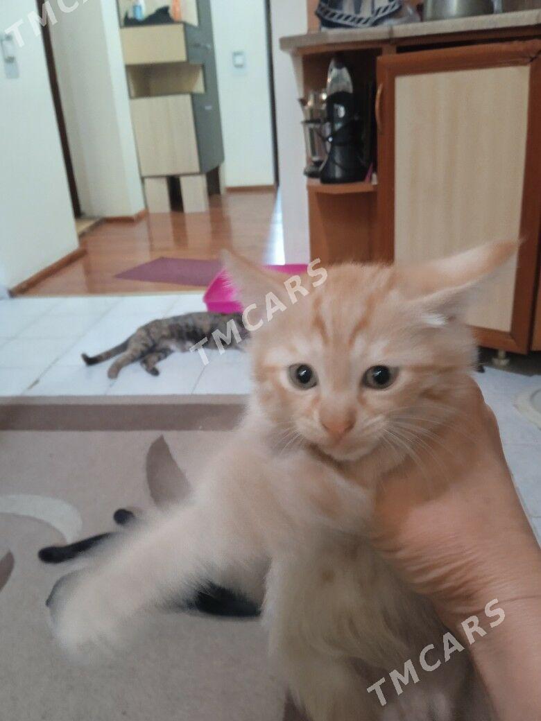 отдаю котят - Ашхабад - img 3