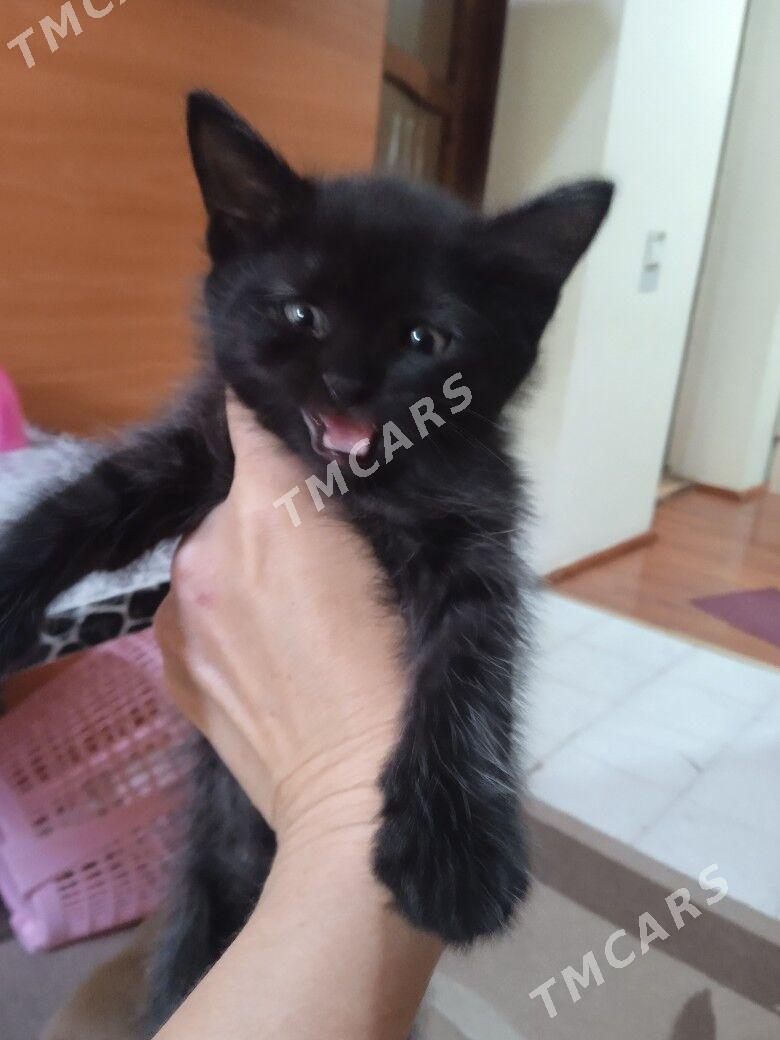 отдаю котят - Ашхабад - img 4