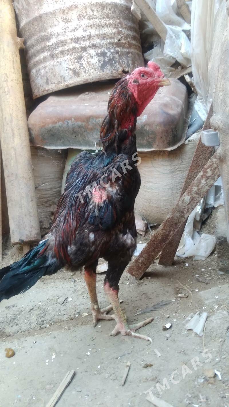 horaz - Daşoguz - img 3