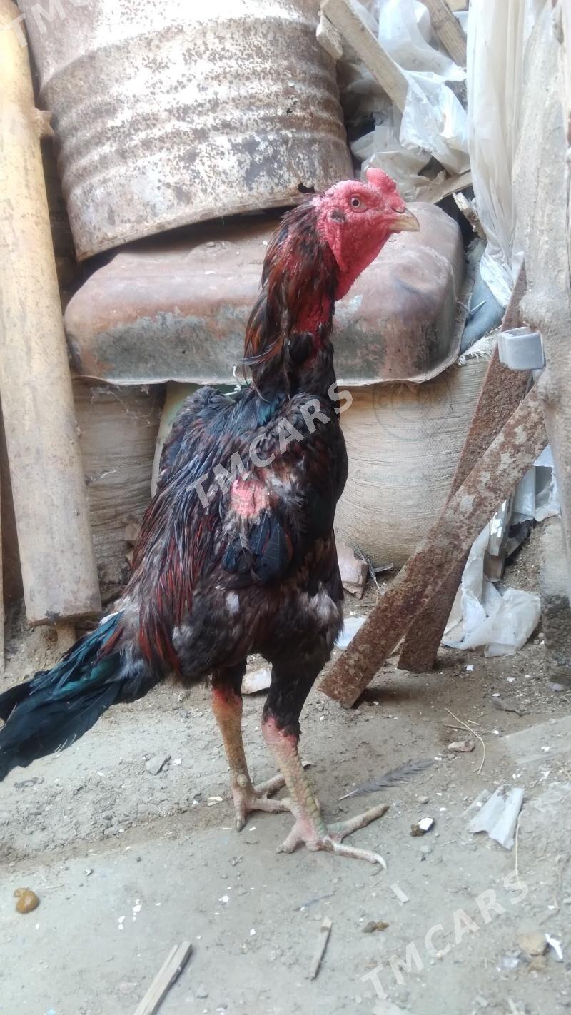 horaz - Daşoguz - img 1