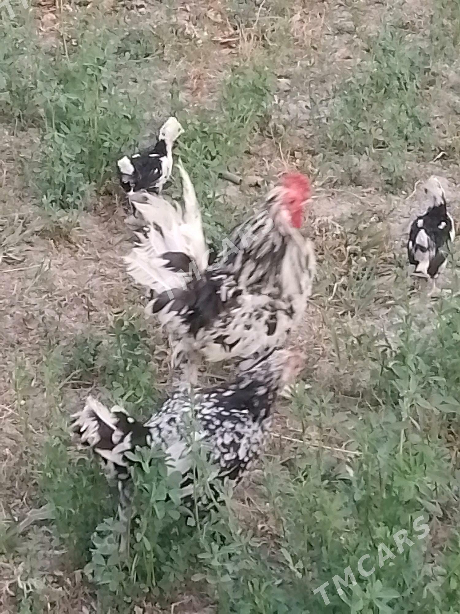 karlik - Bäherden - img 3