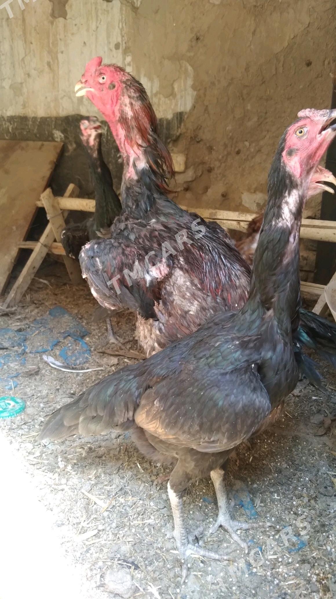 horaz - Daşoguz - img 4