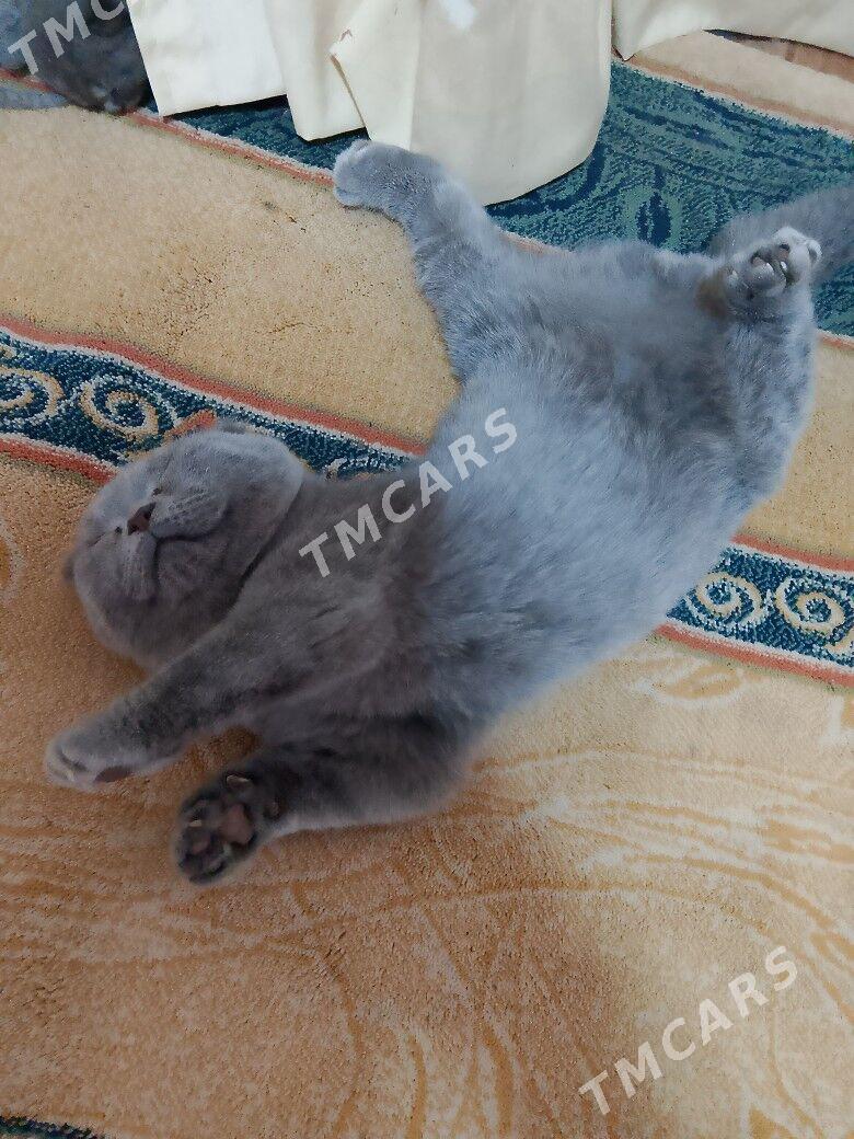 Вислоухий мальчик 2.5 мес . - Туркменабат - img 2