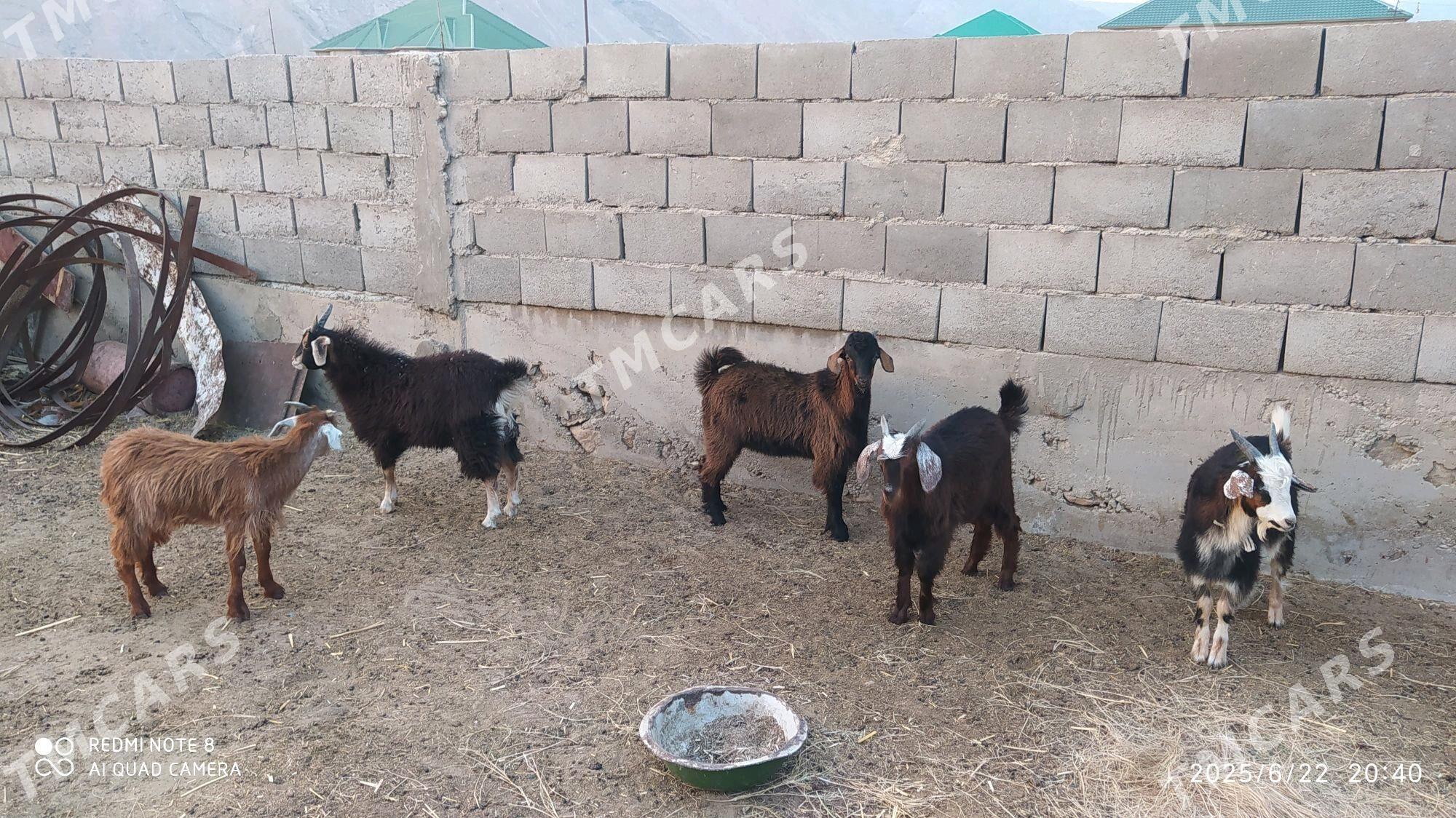 çebiş - Balkanabat - img 2