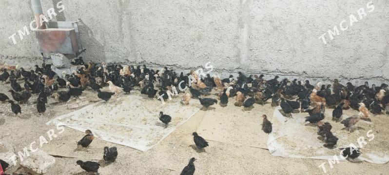 TOWUK JÜJE - Türkmenbaşy - img 2