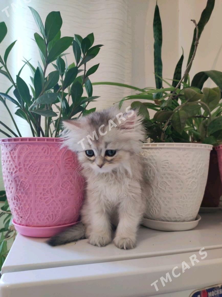 котенок - Aşgabat - img 4