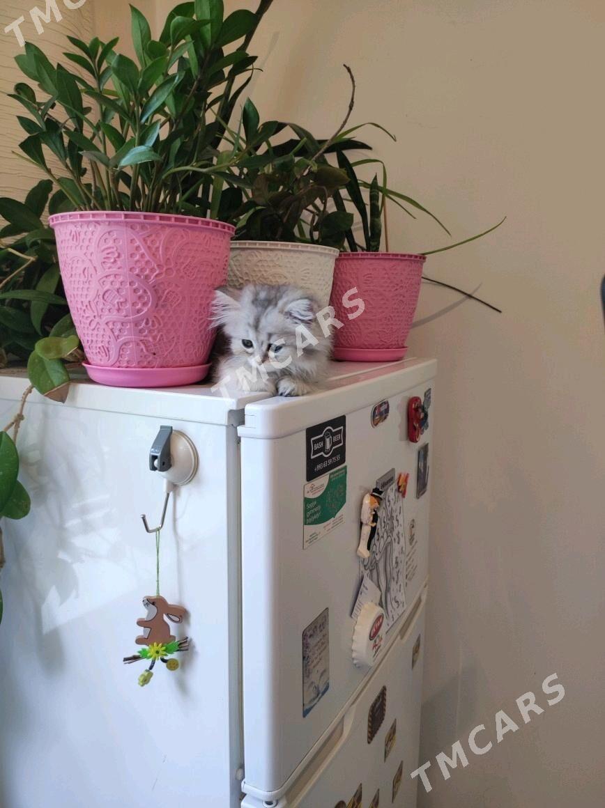 котенок - Aşgabat - img 2