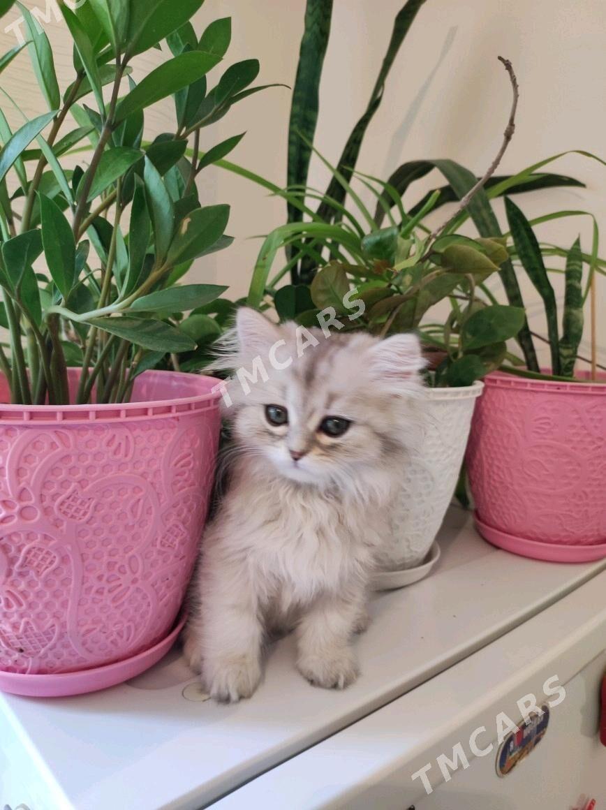 котенок - Aşgabat - img 3
