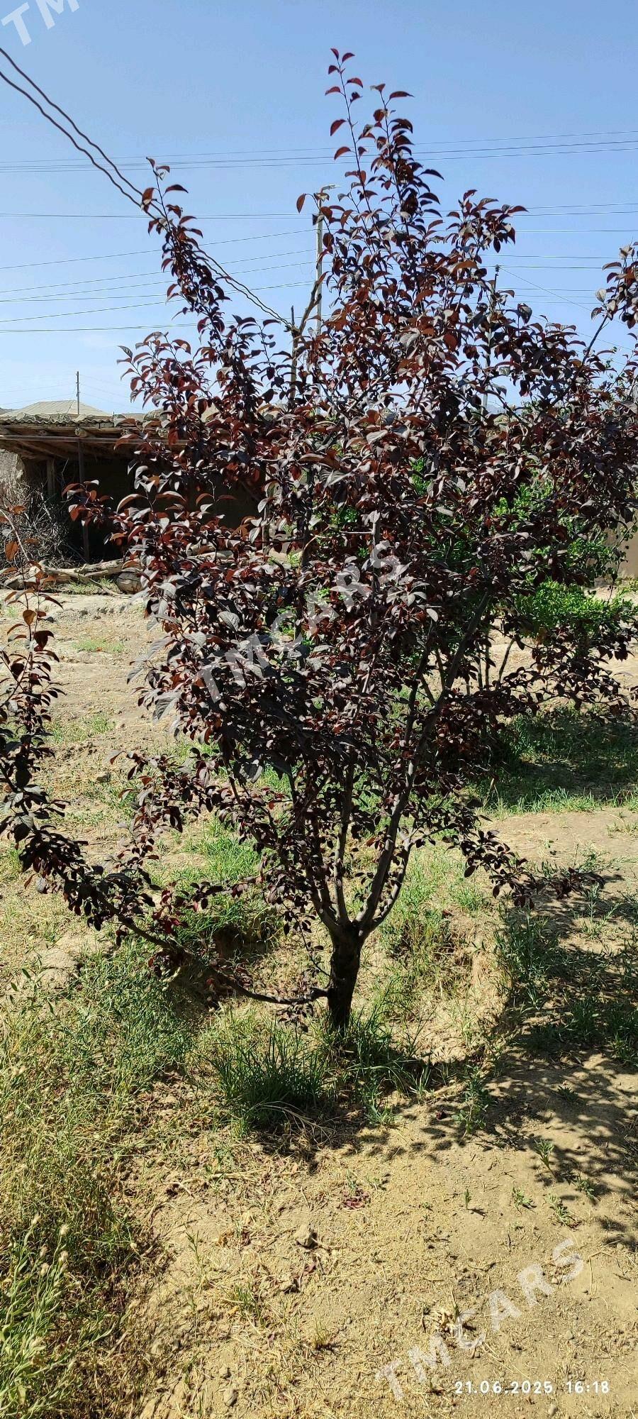 ýaşaýyş jaý - Magtymguly - img 3