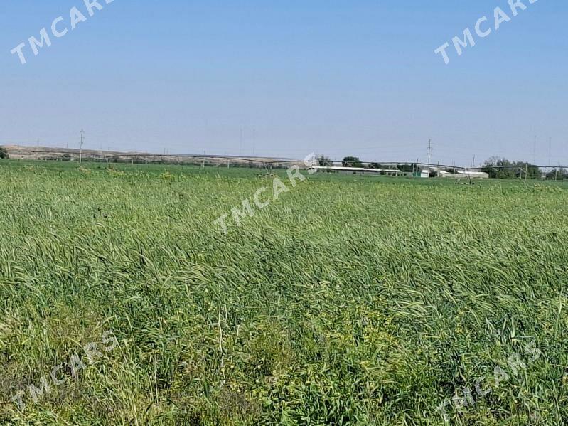 ekin suwaryan damja - Ak bugdaý etraby - img 2