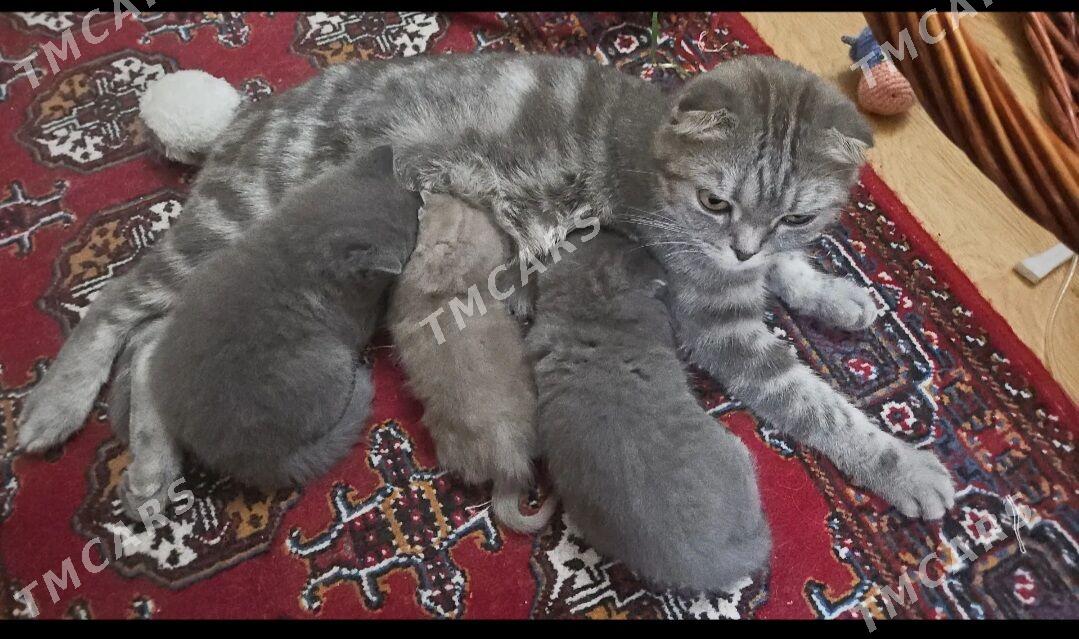 шотландские вислоухие котята - Ашхабад - img 4