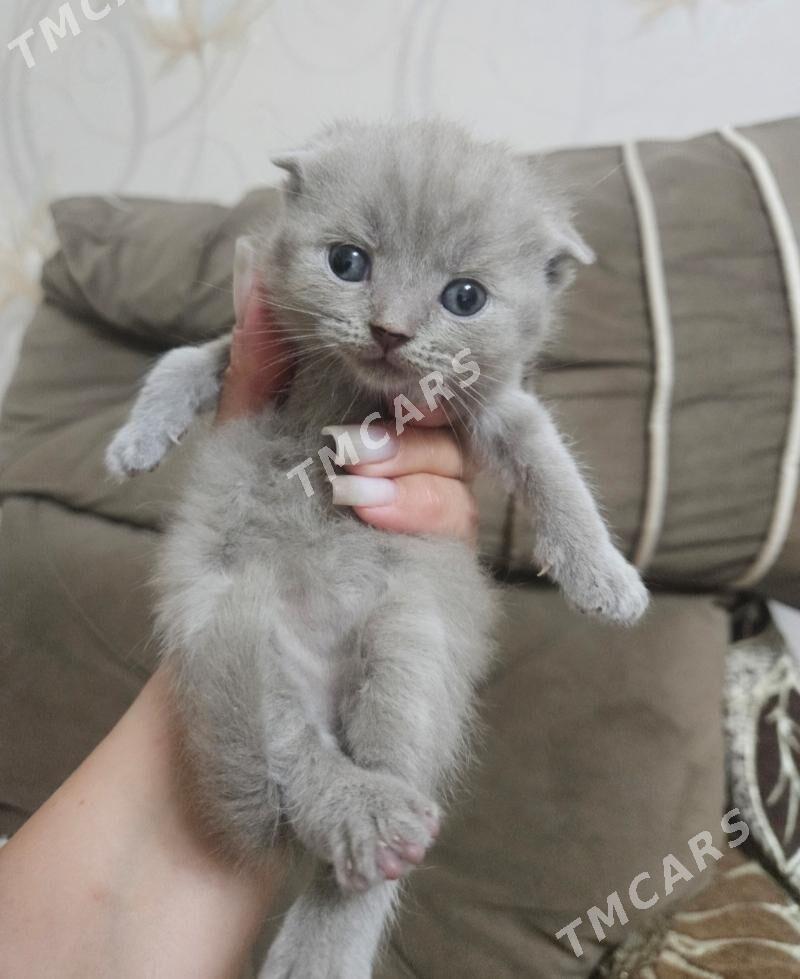 шотландские вислоухие котята - Ашхабад - img 3