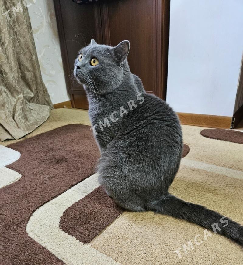 шотландские вислоухие котята - Ашхабад - img 8
