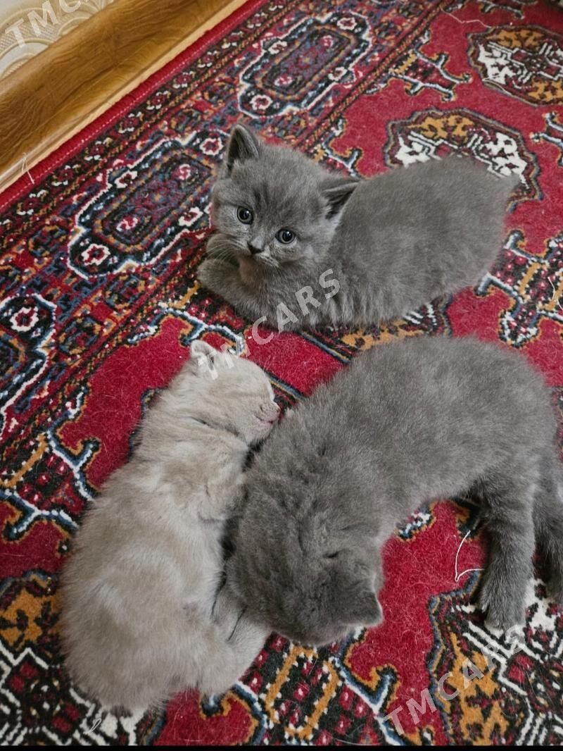 шотландские вислоухие котята - Ашхабад - img 7