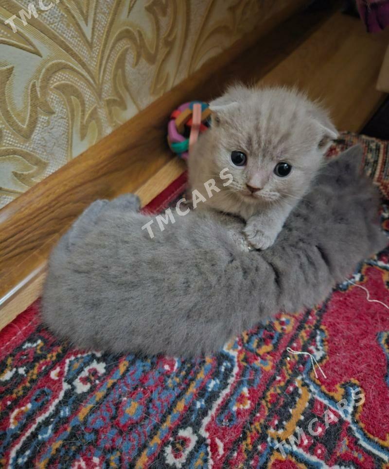шотландские вислоухие котята - Ашхабад - img 6
