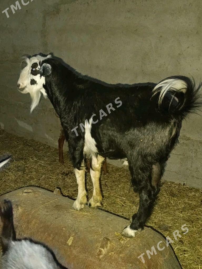 MITIS KELEK TEKE - Багир - img 4
