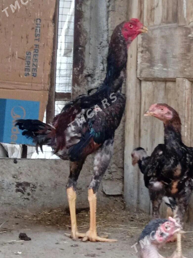 Taşkent juje - Garadamak - img 3