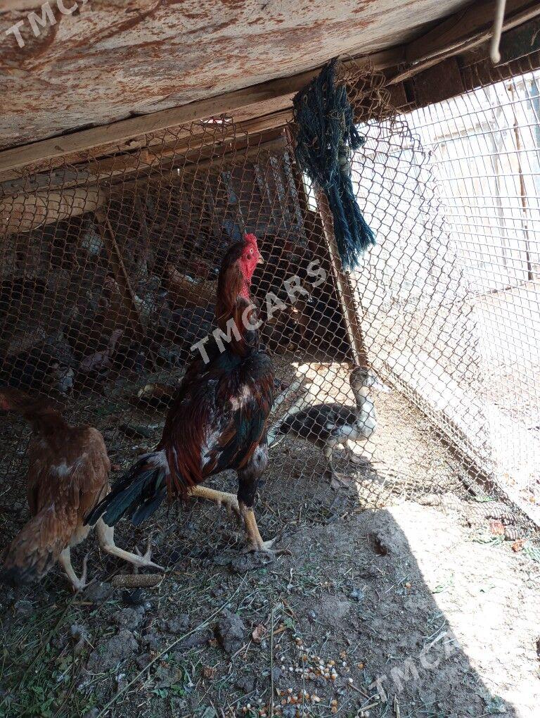 baysow horaz - Çärjew - img 2