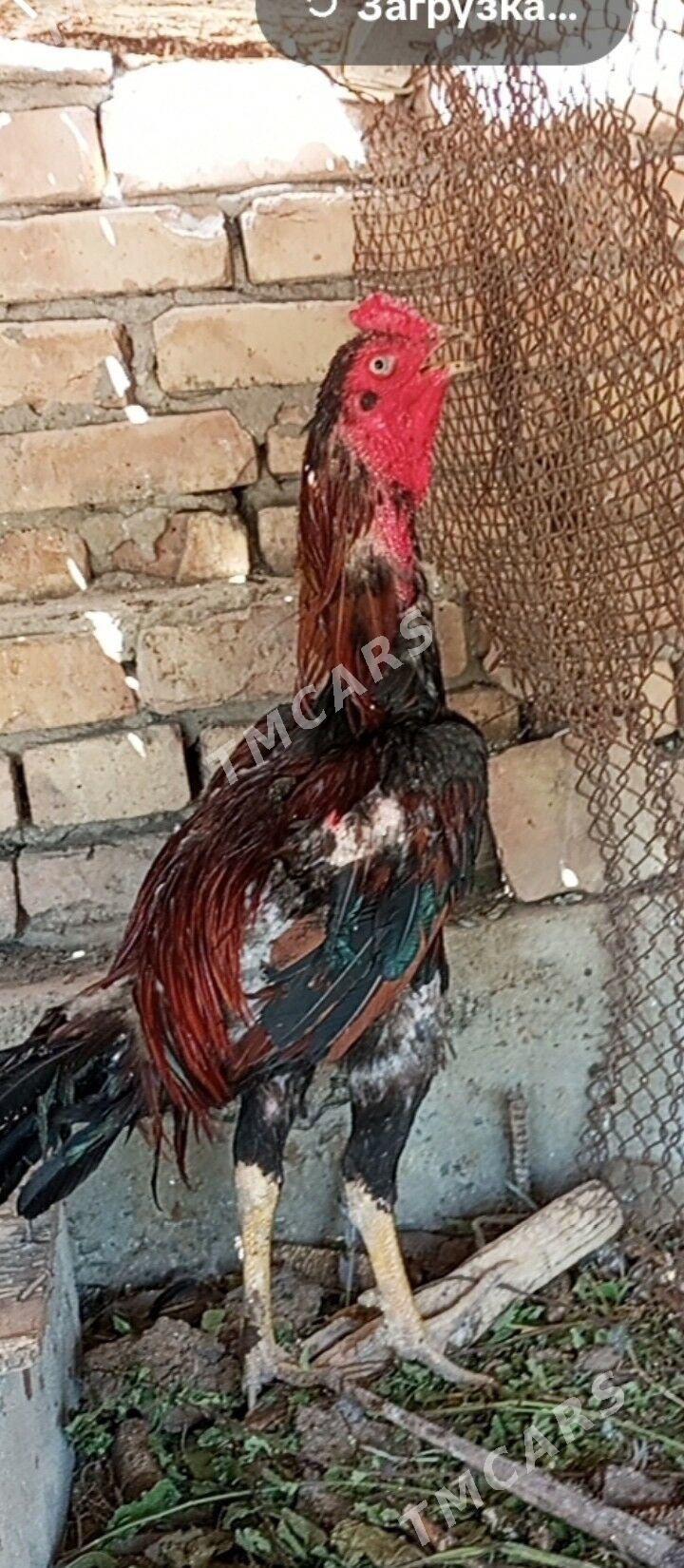 baysow horaz - Çärjew - img 3