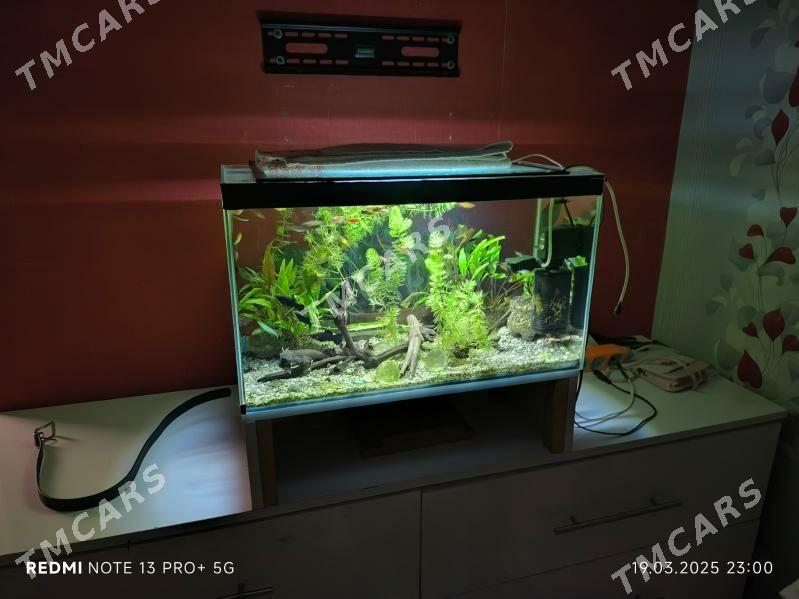 продаётся аквариум. 60.л - Туркменабат - img 3