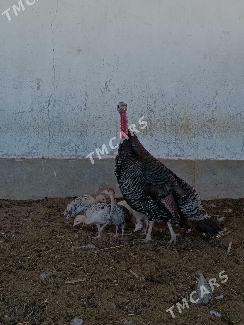 Induk - Balkanabat - img 2