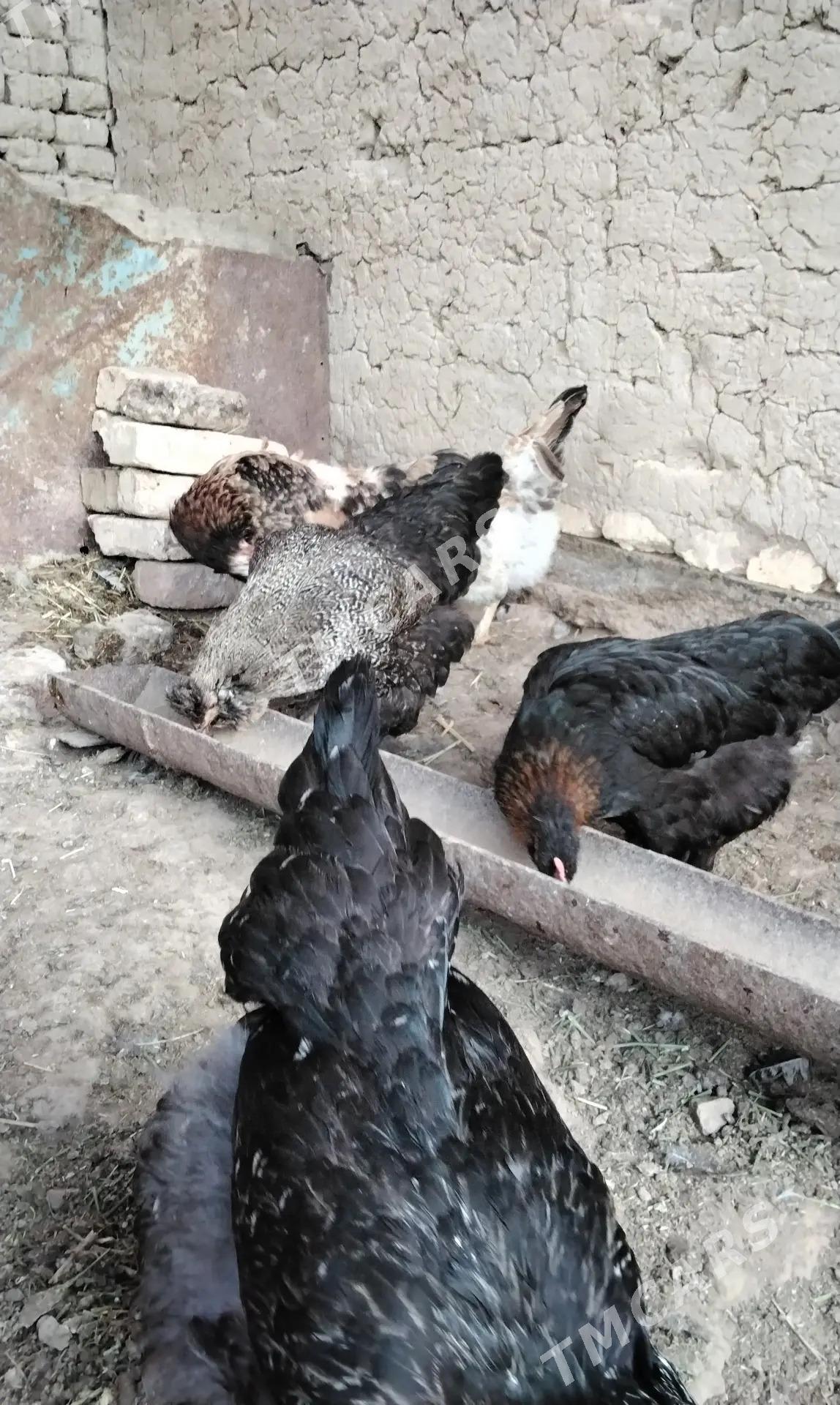 Paroda towuklar - Байрамали - img 2