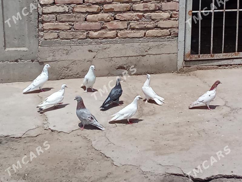 kepderi - Balkanabat - img 3