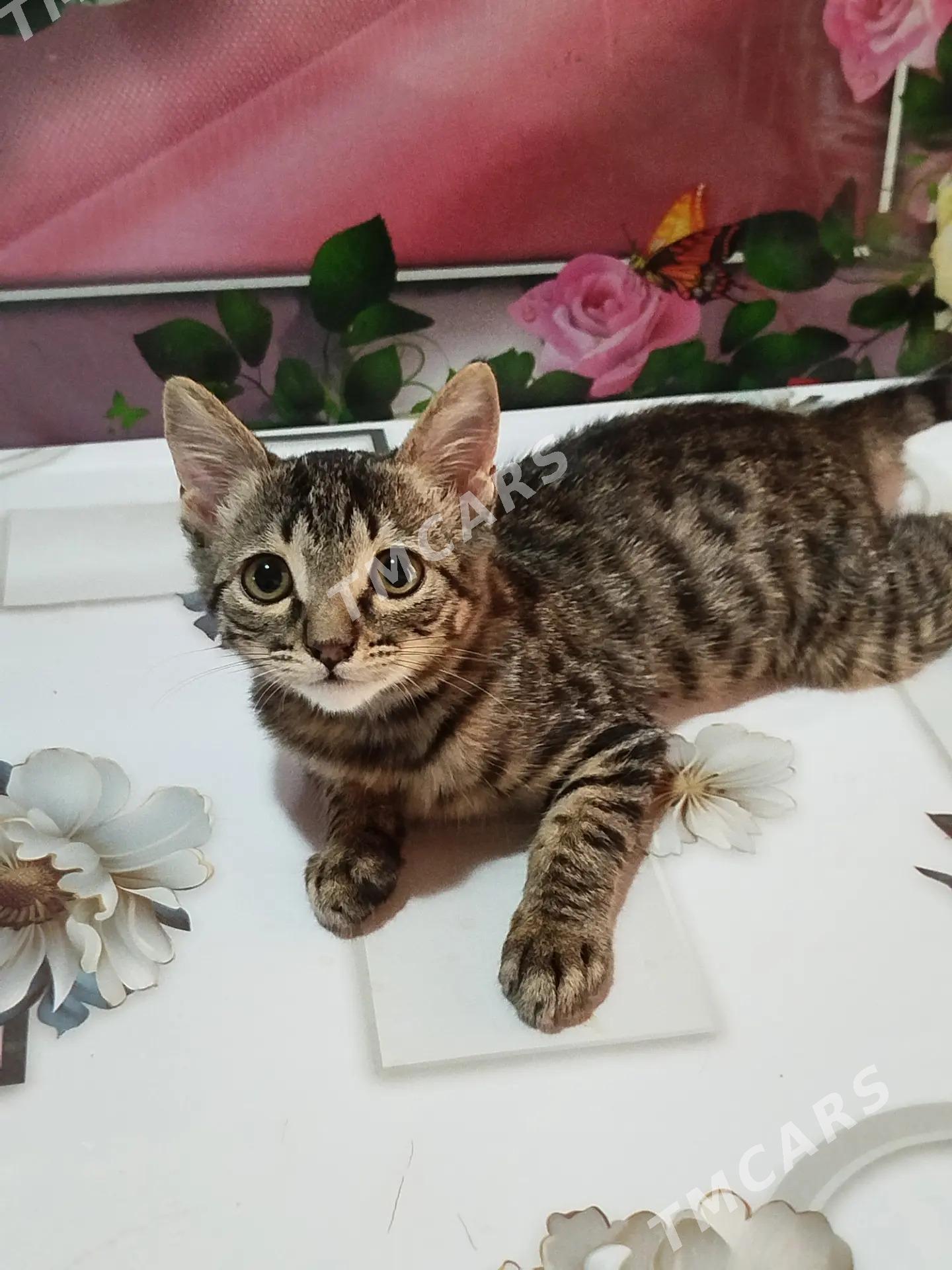 домашние животные - Türkmenabat - img 2