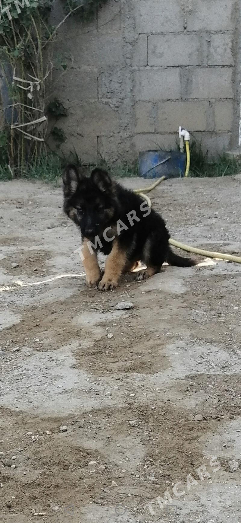 Овчарка - Hazar - img 4