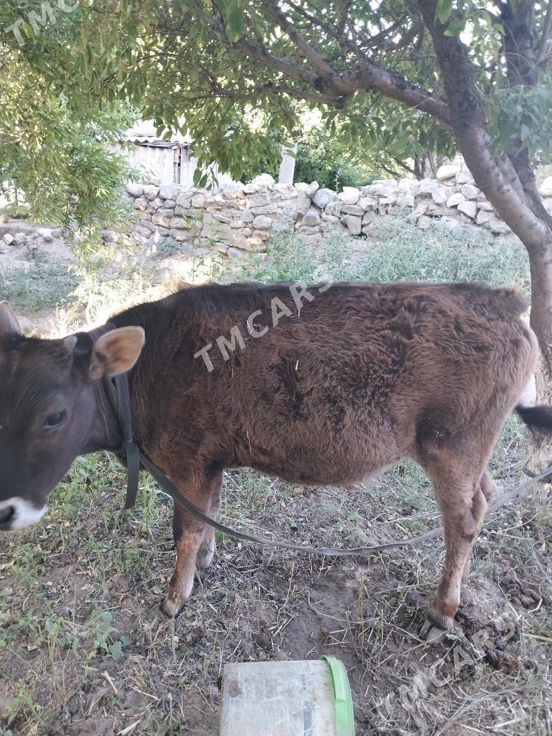 7 aýlyk okuzce sygyr - Gyzylarbat - img 2