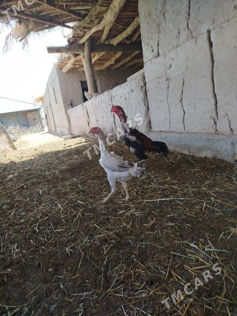 Paroda horaz - Daşoguz - img 2