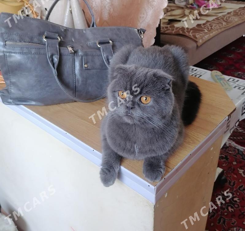 шотландская кошка - Aşgabat - img 6