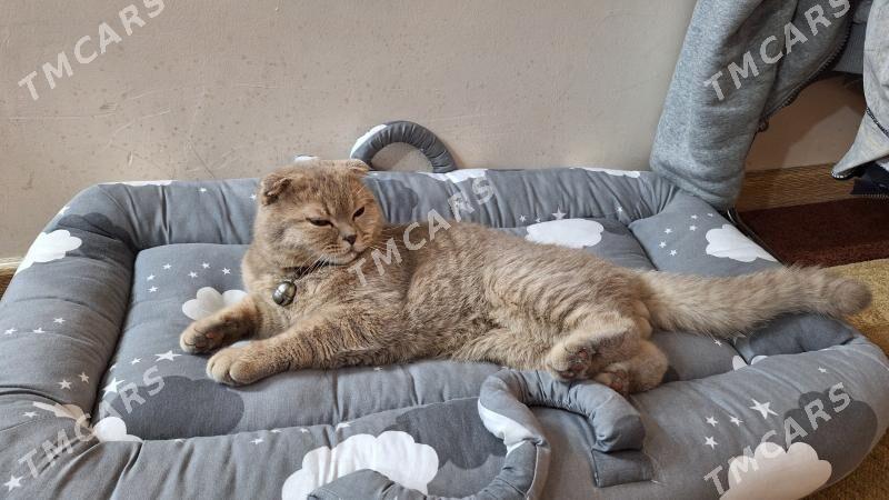 Шотландский вислоухий кот - Чоганлы - img 6