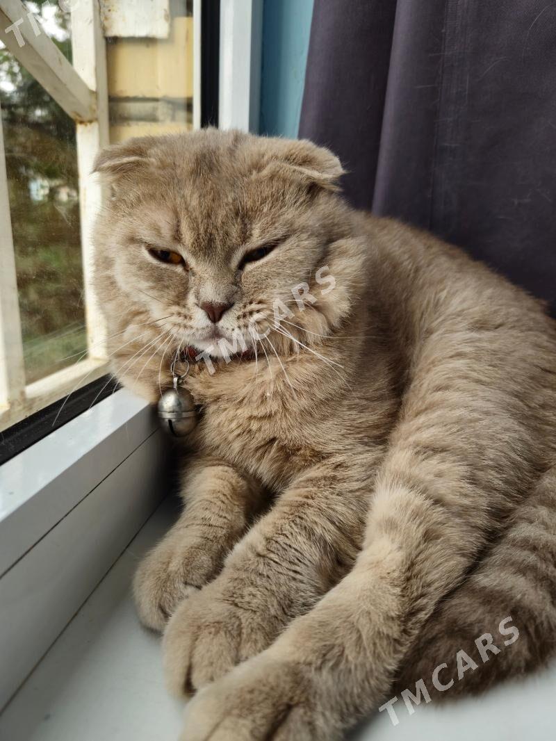 Шотландский вислоухий кот - Чоганлы - img 5