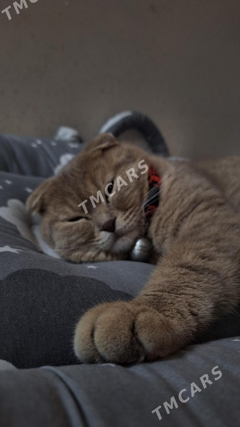 Шотландский вислоухий кот - Чоганлы - img 2