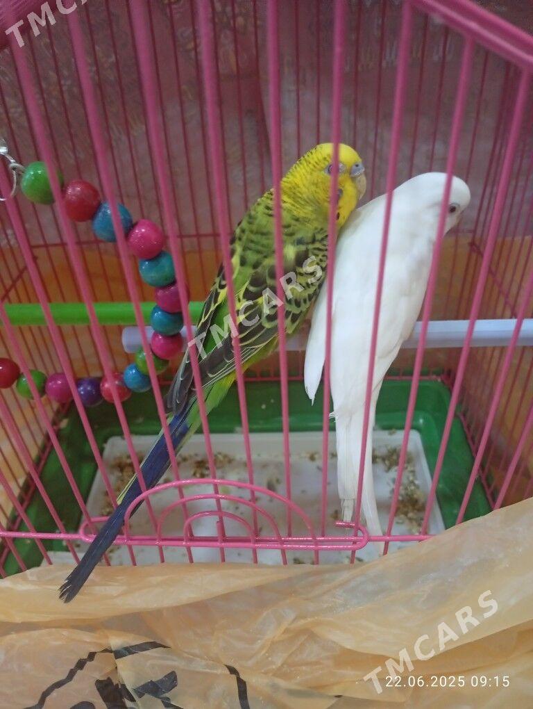 gus - 11 мкр - img 2