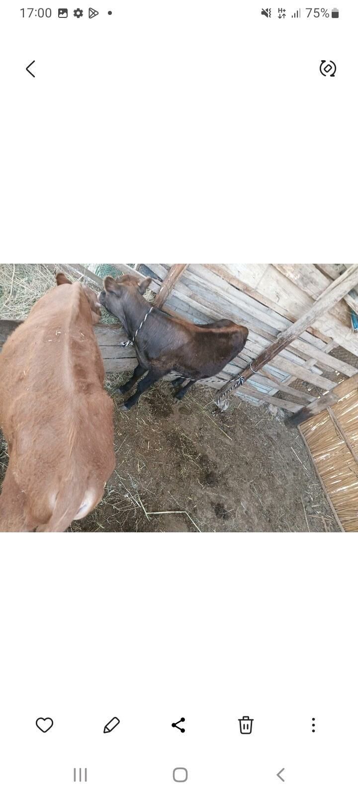 OKÜZÇELER GYZYL VE GARA - Mary - img 2