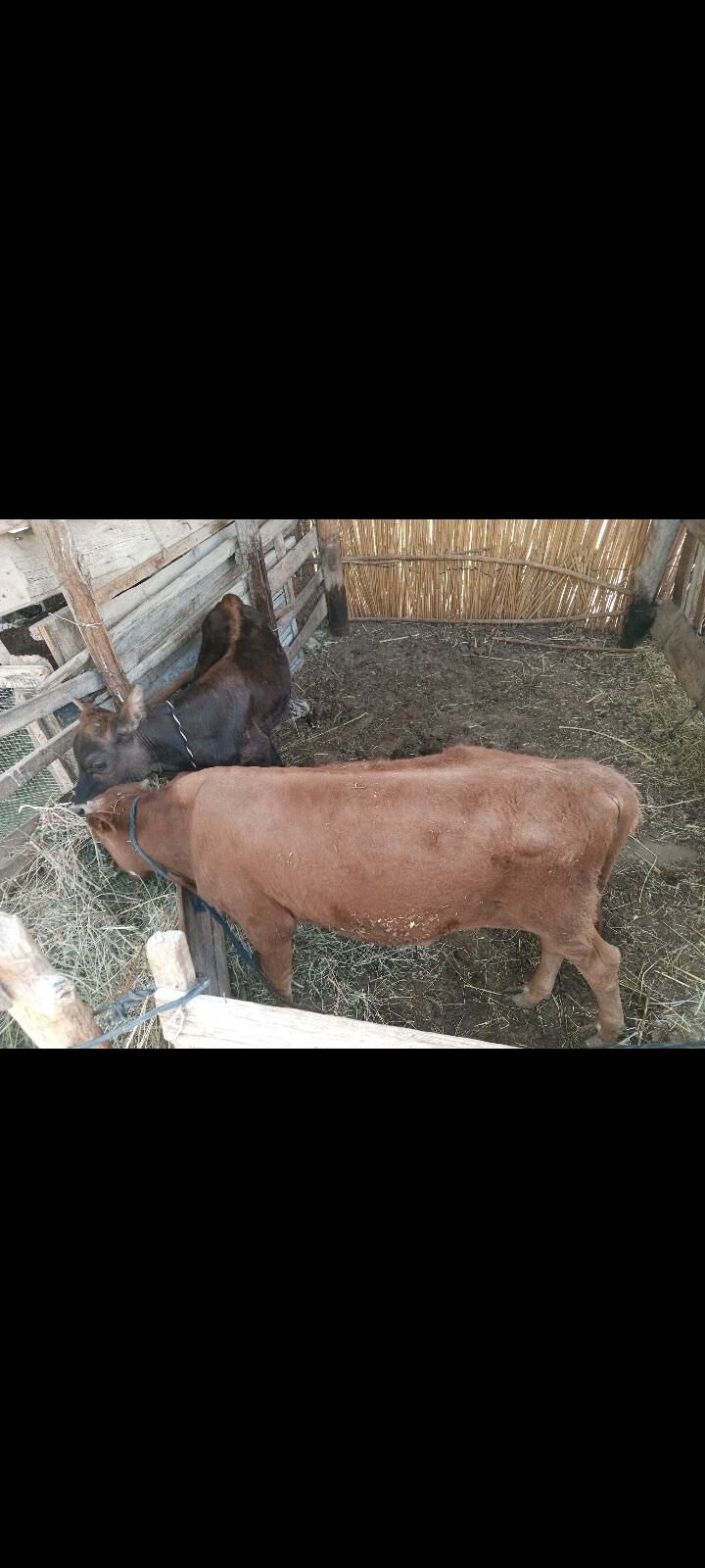 OKÜZÇELER GYZYL VE GARA - Mary - img 4