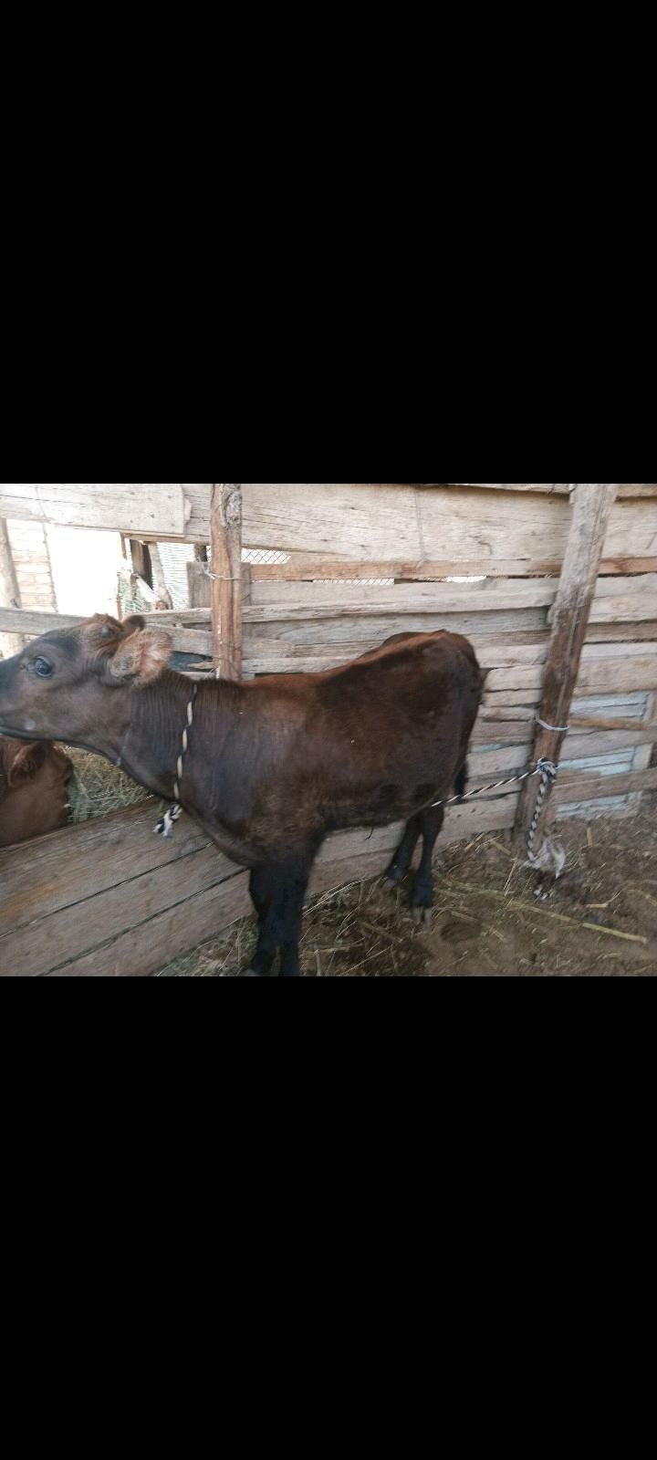 OKÜZÇELER GYZYL VE GARA - Mary - img 3