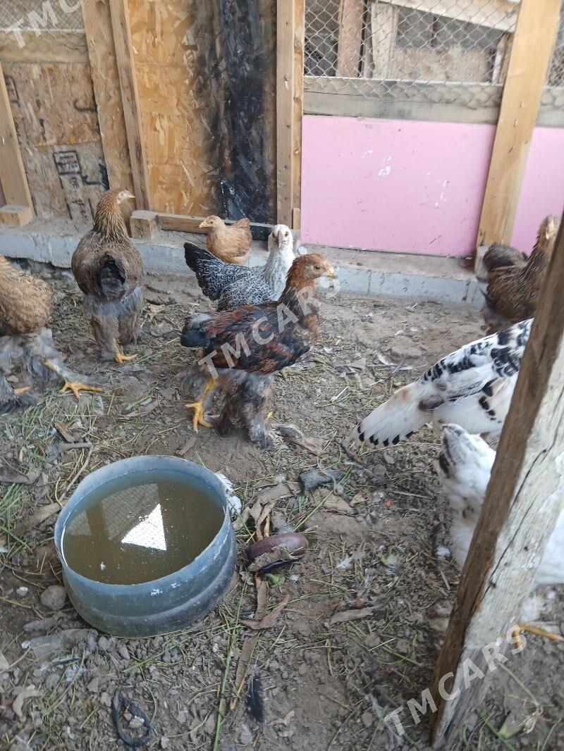 Brama juyje - Gypjak - img 4