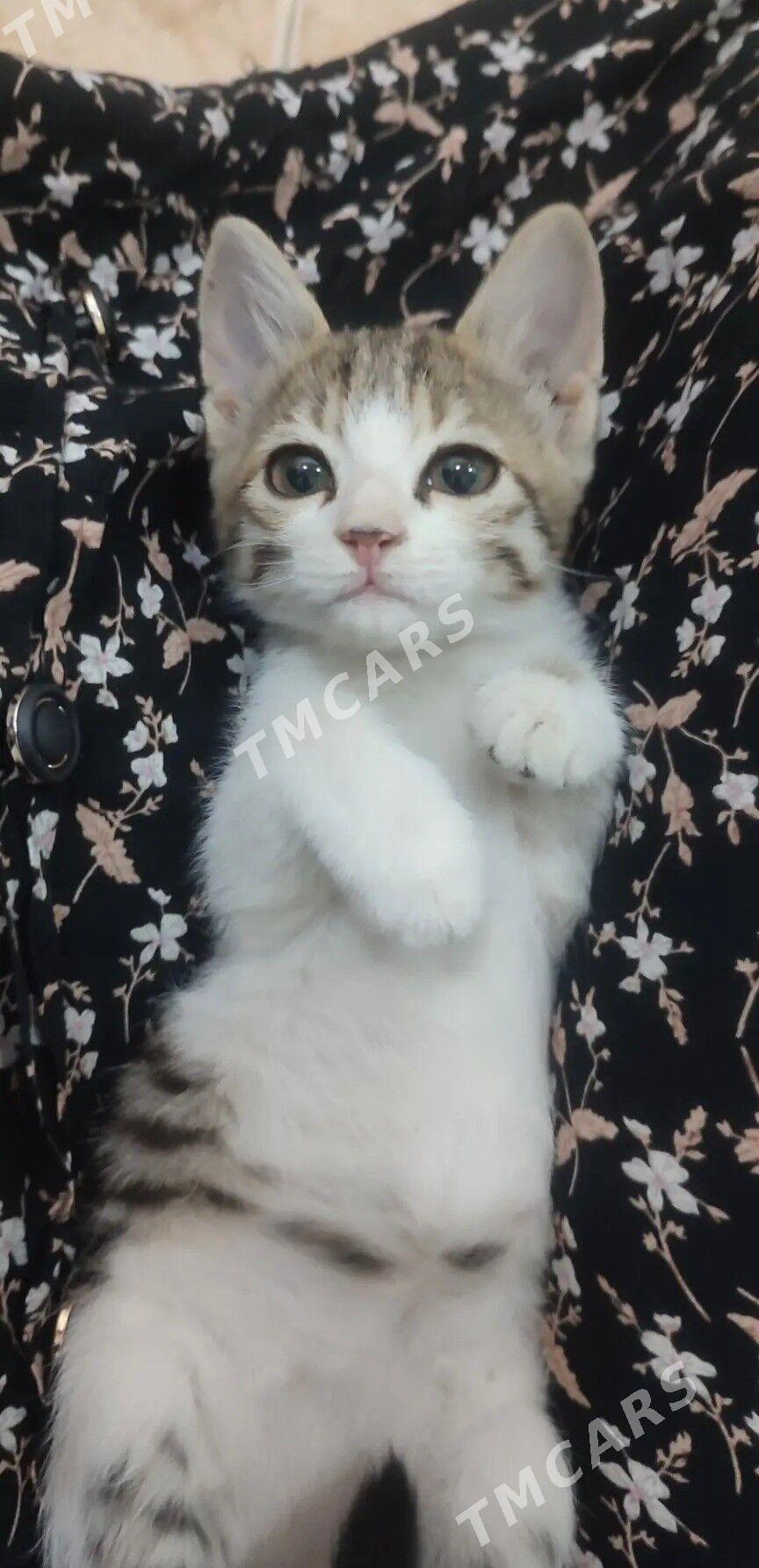 КОТЁНОК ДЕВОЧКА - Мары - img 1