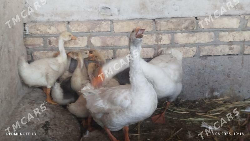 GAZ JUYJE 3 AYLYK - Дашогуз - img 2