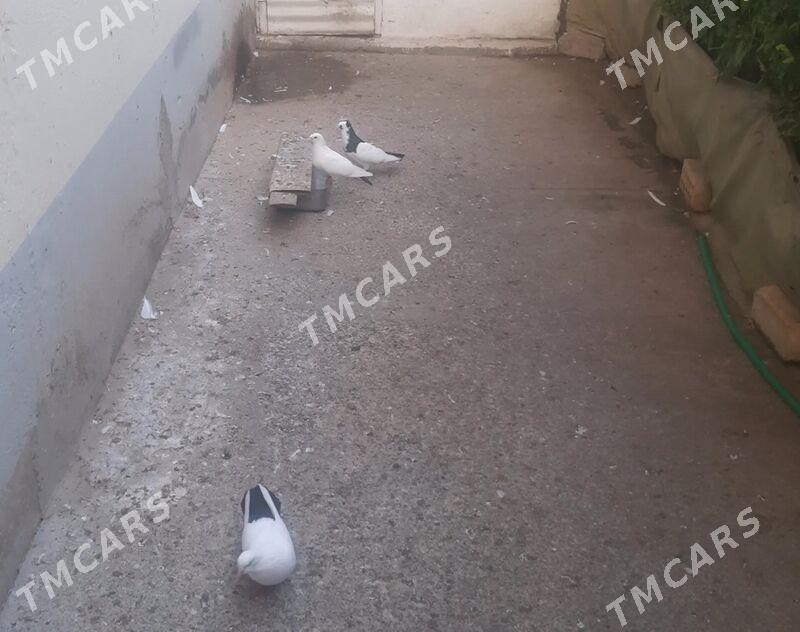 KEPDERI - Aşgabat - img 7