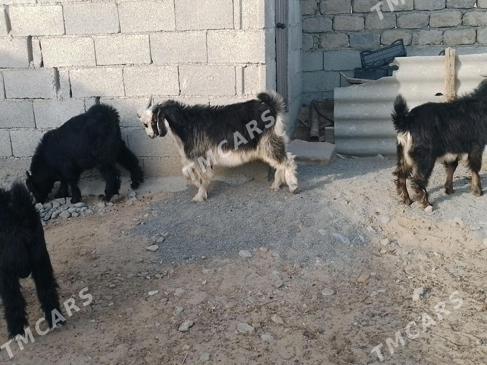 Çebiş - Ашхабад - img 2