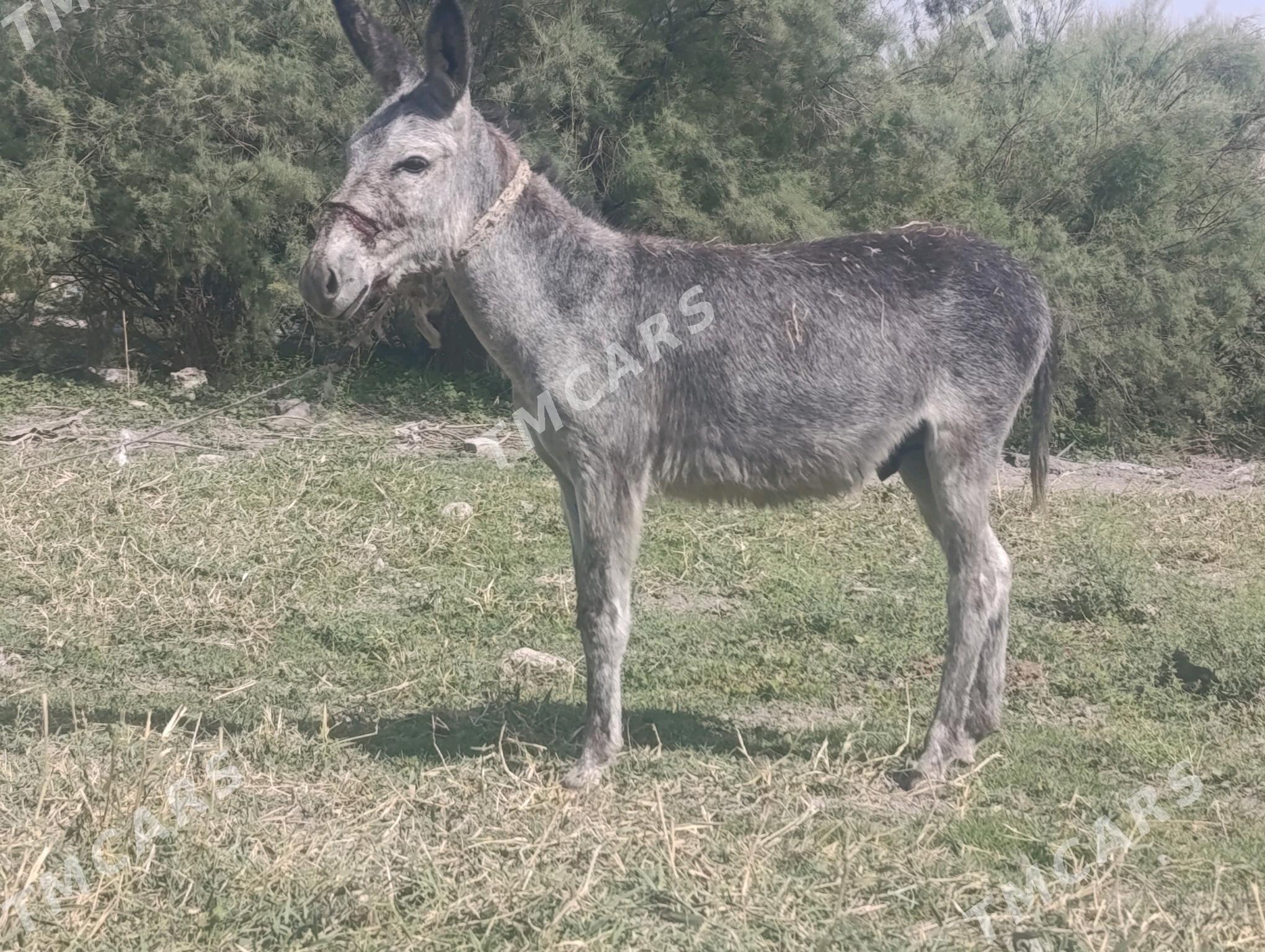 Eşek - Гёкдепе - img 2