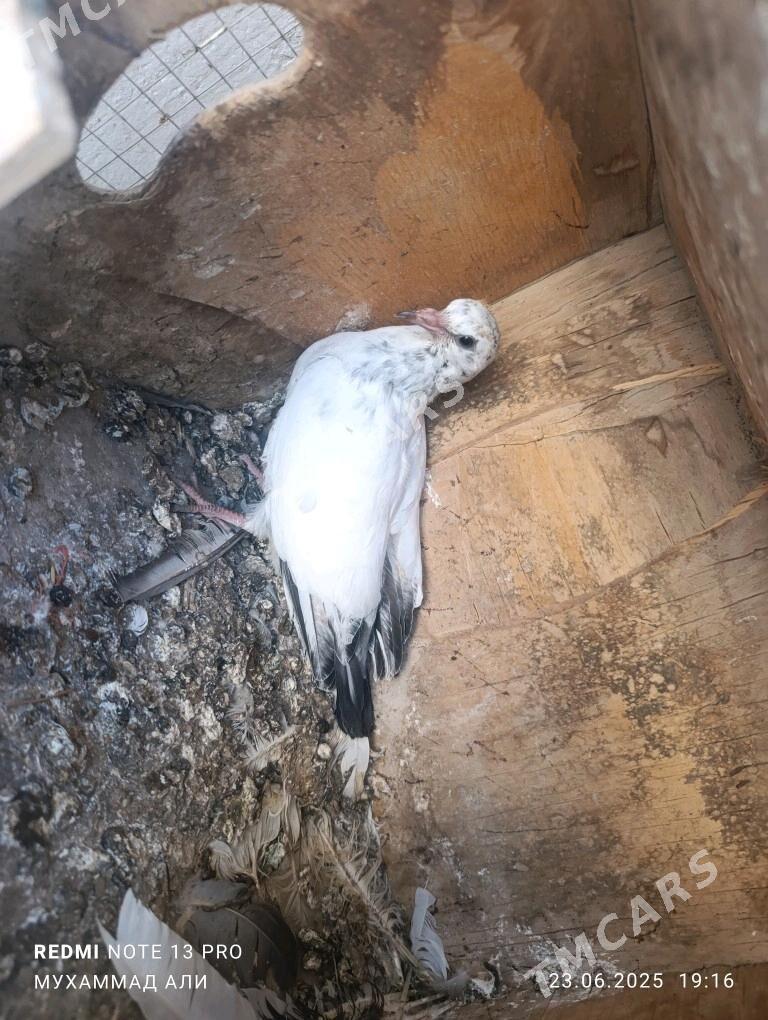 kepderi - Daşoguz - img 3